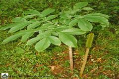 Amorphophallus paeoniifolius var. campanulatus